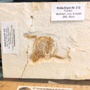 Versicherter Versand innerhalb D: 7,99 Euro