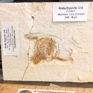 c12 Versicherter Versand innerhalb D: 7,99 Euro