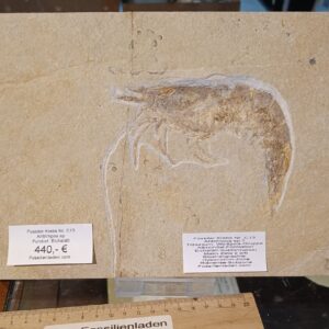 c13 Fundort: Eichstätt