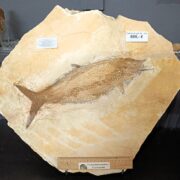 Locality: Eichstätt, Germany,