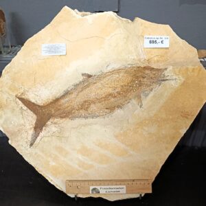 c4 Locality: Eichstätt, Germany,