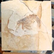 Günstiger Antrimpos!