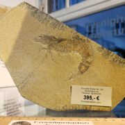 Versicherter Versand innerhalb D: 7,99 Euro