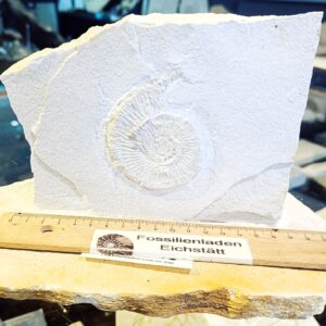 Stratigrapie: Oberjura