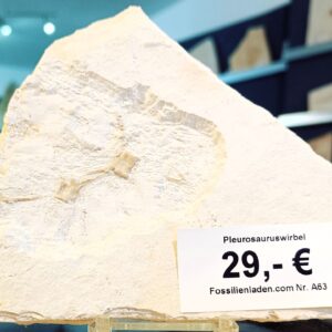 a63 Alter ca. 144 Mio. Jahre