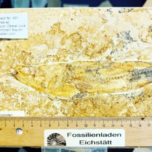 a91 Verpackung und Versand innerhalb D: 7,99 Euro