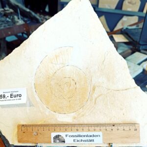 a98 age approx. 144 million years